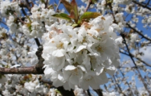 Rota das Cerejeiras em Flor