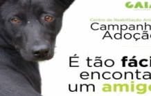 Campanha de Adopção Animal