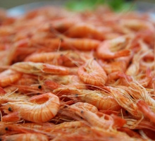 Espinho Shrimp
